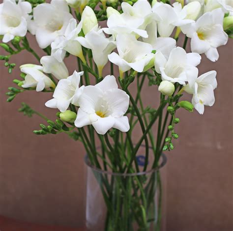 White Freesia – Nova Blooms UK