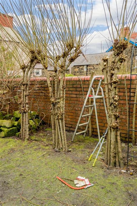 Winter Pruning of Living Willow Structure. Stock Photo - Image of ...