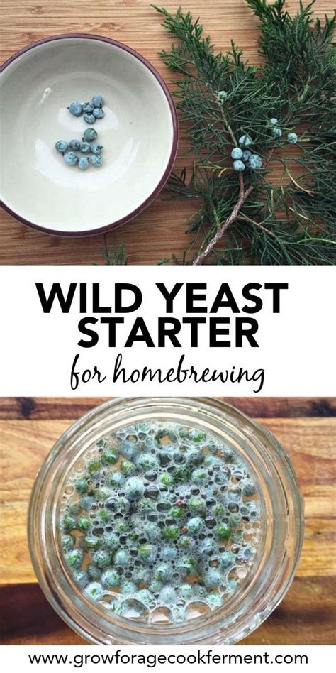 How to Make a Wild Yeast Starter