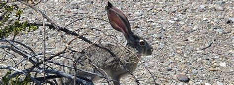 Jackrabbits - Big Bend National Park (U.S. National Park Service)