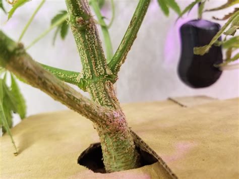 Bumps on stem. I need advice. - GrowWeedEasy.com Cannabis Growing Forum