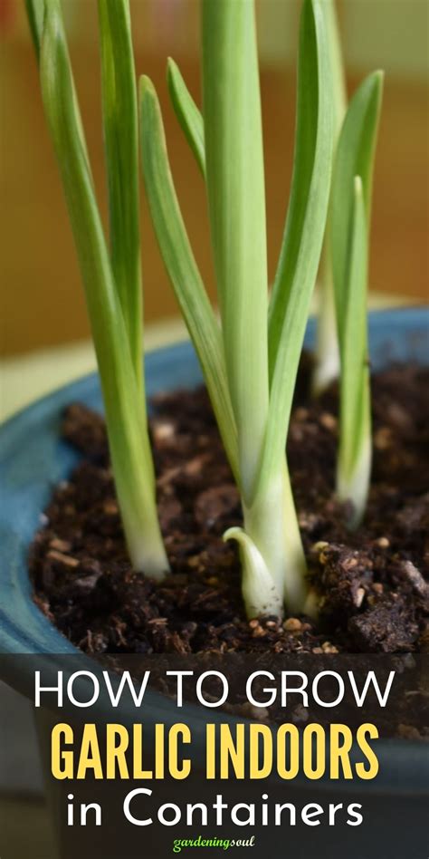 How to Grow Garlic Indoors in Containers