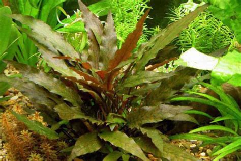 Cryptocoryne Wendtii Care Guide – Planting, Growing, and Propagation - Shrimp and Snail Breeder