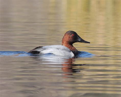 Canvasback - Facts, Diet, Habitat & Pictures on Animalia.bio