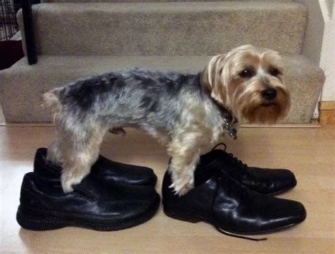 Ten Dogs in Shoes That Will Make You Smile All Day Long