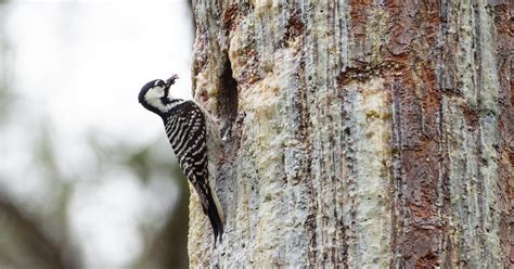 The Red-Cockaded Woodpecker Returns | Virginia DWR