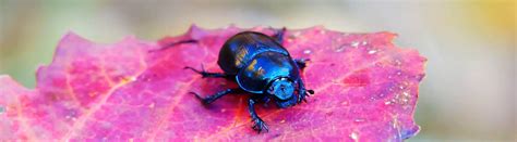 17 Beetle Facts You Don't Want To Miss