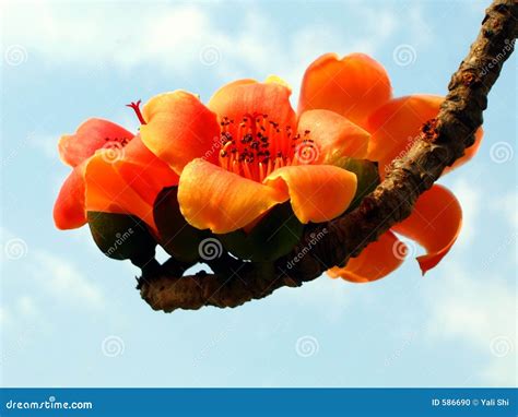 Blossoms Of The Red Silk Cotton Tree Stock Photo - Image of gardening, horticulture: 586690