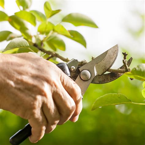 Proper tree pruning techniques - Elite Tree Care