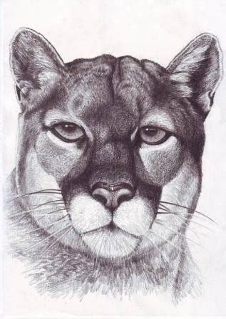 Puma Drawing at GetDrawings | Free download