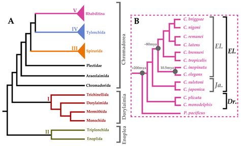 JDB | Free Full-Text | How Weird is The Worm? Evolution of the ...