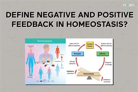 Negative And Positive Feedback In Homeostasis | Noon Academy