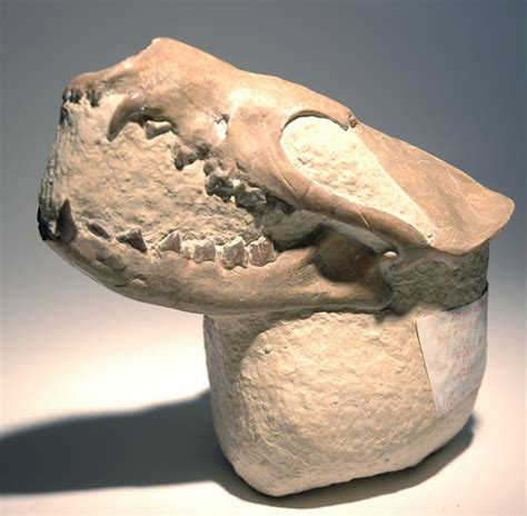 Hyaenodon Skull Fossil | #2190125