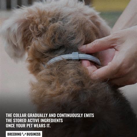 Seresto Dog Flea Collar – Review, Ingredients, Pros & Cons — Breeding ...