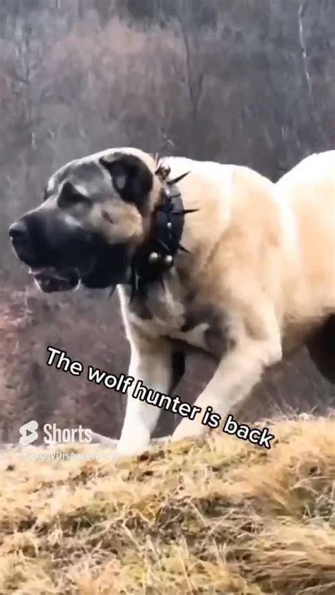 Kangal vs wolves wolf and pitbull hunter dog fight – Artofit