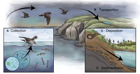 Unveiling The Oilbird Bird: Fascinating Facts, Diet, Habitat, And ...