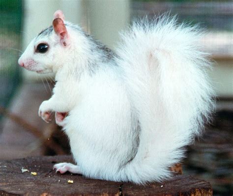 Inheritance: Dominant or Recessive? - White Squirrel Institute