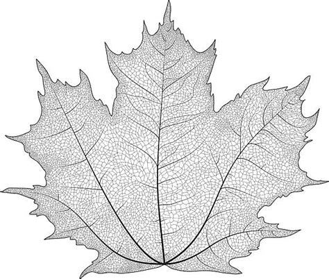 Leaf Vein Illustrations, Royalty-Free Vector Graphics & Clip Art - iStock