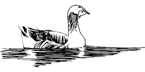 Free vector graphic: Water, Sketch, Bird, Duck, Style - Free Image on Pixabay - 46351