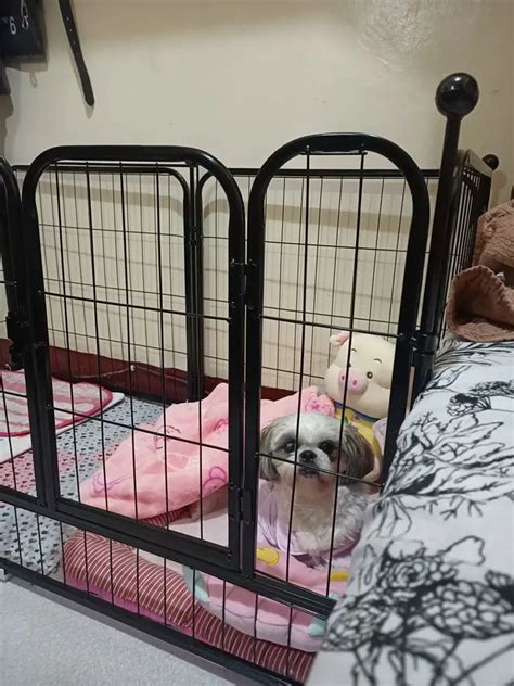 Furparent's Act of Sleeping in Dog Cage Strikes a Chord w/ Netizens