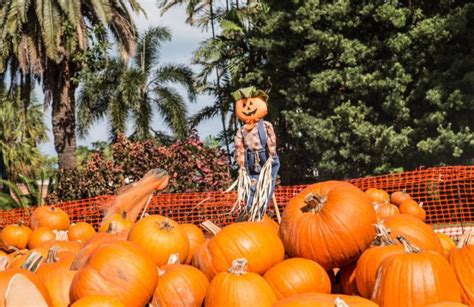 Tips For Planning a Fall Festival in Florida | Fall Harvest Celebration ...