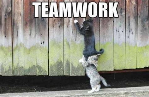 Teamwork Humor (33 pics)