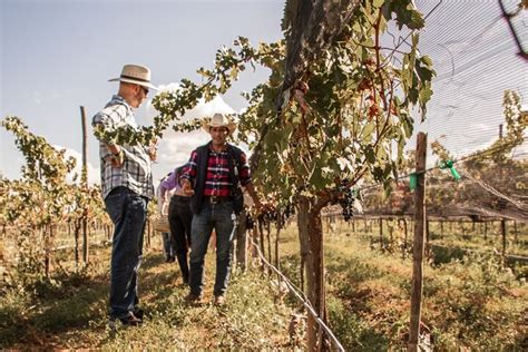 2024 (Dolores Hidalgo) Guided tour with tasting at Viñedo los Arcángeles