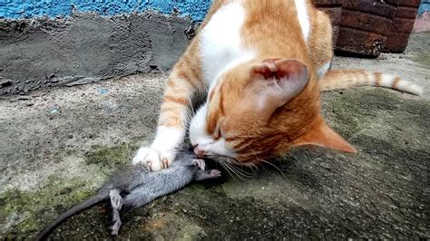 Cat eating a rat after playing it (with crispy sounds) - YouTube