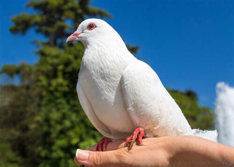 Home Pigeon Keeping - Birds and Lovebirds - My Animals