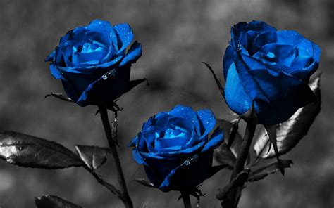 Blue Rose Wallpaper Free Download - digitalpin