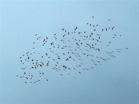 American White Pelican – Fall Migration – DFW Urban Wildlife