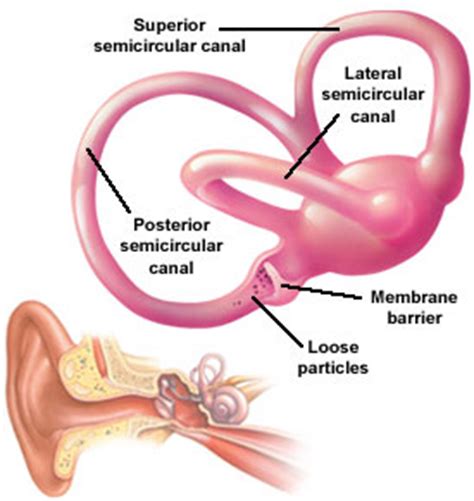 Semicircular canals - human anatomy organs