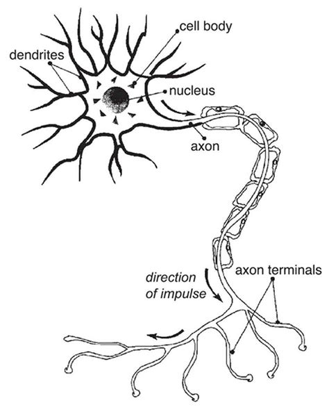 neurons | Nerve cell, Neuron diagram, Cell diagram