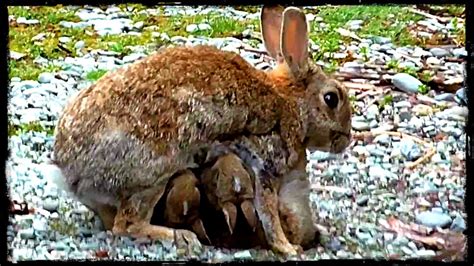 Rare footage of a wild rabbit feeding her babies. - YouTube