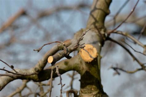 Premium Photo | Winter pruning of an apple tree in orchard agriculture theme