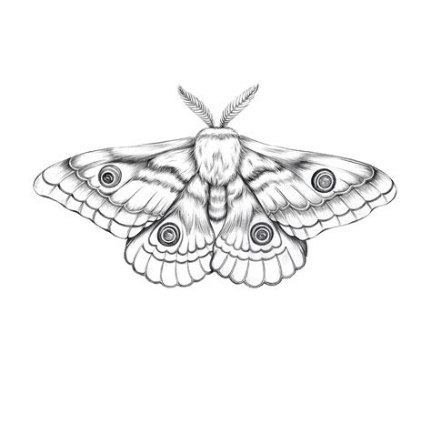 Moth Illustration … in 2020 | Moth tattoo design, Moth illustration, Moth tattoo