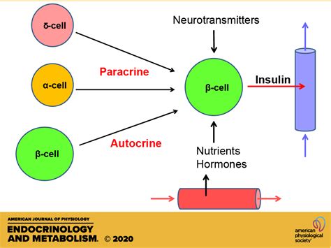 Paracrine and autocrine control of insulin secretion in human islets: evidence and pending ...