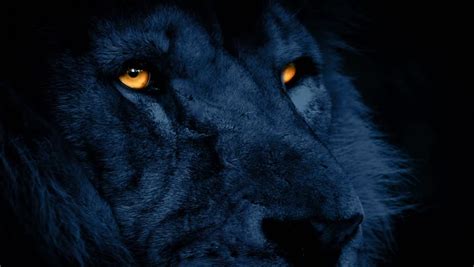 lion face night glowing eyes Stock Footage Video (100% Royalty-free) 13847843 | Shutterstock