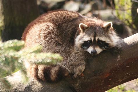 Raccoon. Cute raccoon in his habitat , #AD, #Cute, #Raccoon, #habitat ...