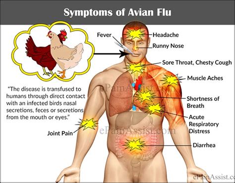 Here's Everything We Know About The Highly Pathogenic H5N1 Outbreak In ...