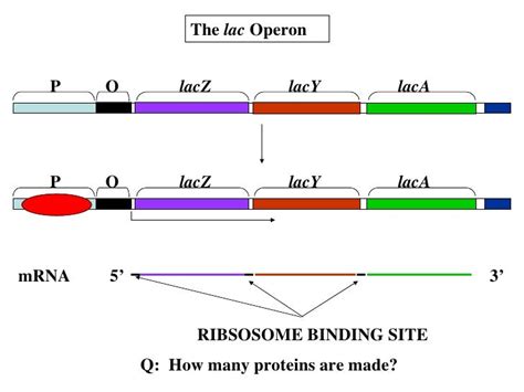 Polycistronic gene