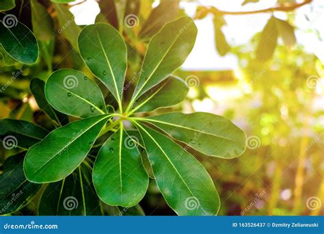 Laurus Nobilis Laurel Tree Green Leaves on Daylight Shoot - Laurel ...