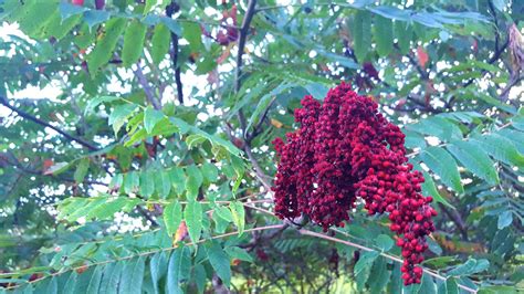 botany - What is the name of this berry producing tree? - Biology Stack Exchange