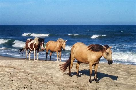 Chincoteague Pony Roundup - Don't Miss the Fall 2019 Session