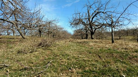 Early March Update: Nearly Wrapped up with Pruning - Doll's Orchards, LLCDoll's Orchards, LLC