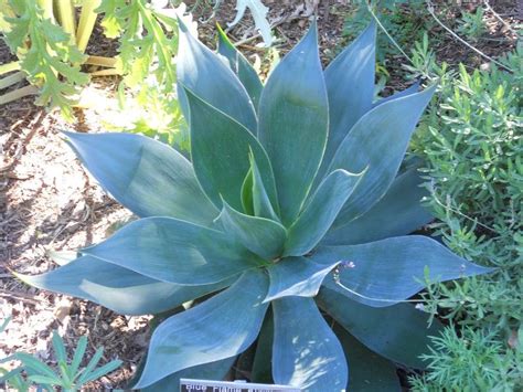 Agave 'Nova' - not spiny | Agave plant, Plants, Succulents