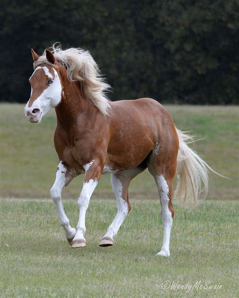 Natures Doorways | Horses, Pretty horses, Horse painting