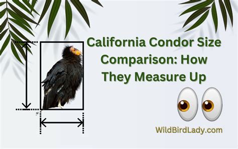 California Condor Size Comparison: How They Measure Up