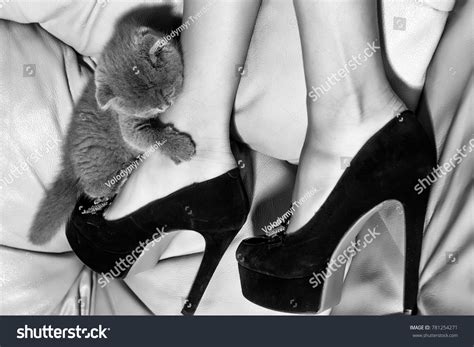 2,941 Cat in heels Images, Stock Photos & Vectors | Shutterstock