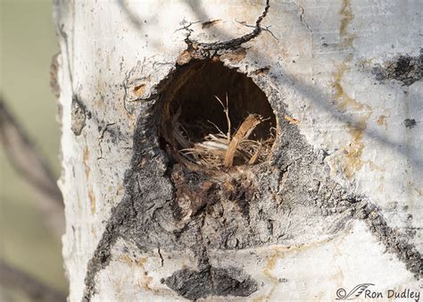 Male Mountain Bluebird And Progress With His Natural Nest Cavity – Feathered Photography